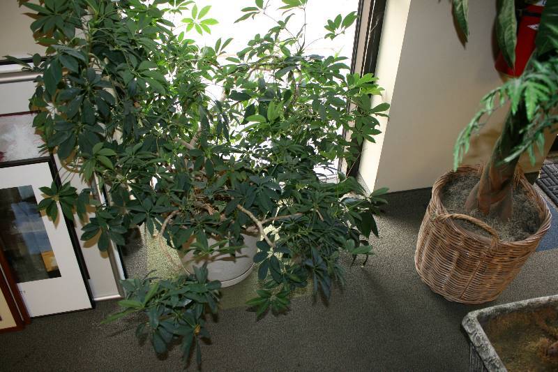 lot 91 image: Lot of (2) Fake Plants wPots.