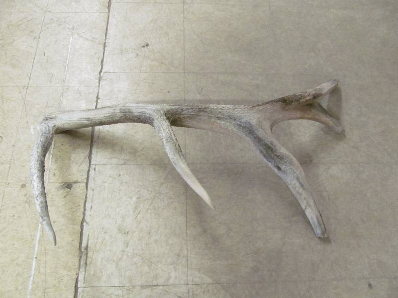 lot 91 image: Antler
