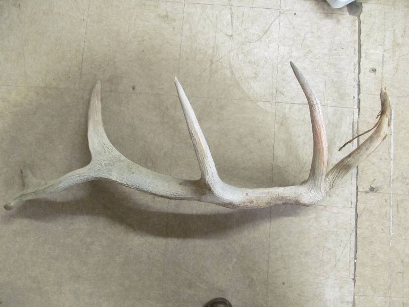 lot 92 image: Antler