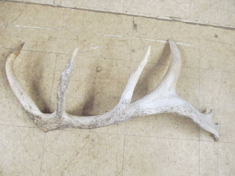 lot 93 image: Antler