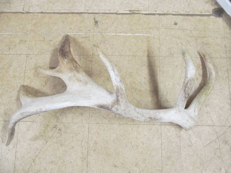 lot 94 image: Antler
