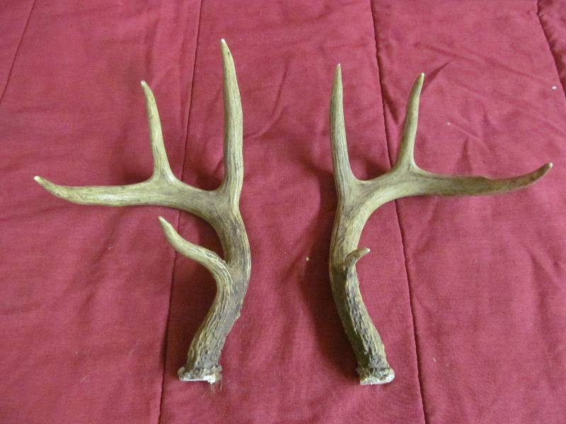 Antlers