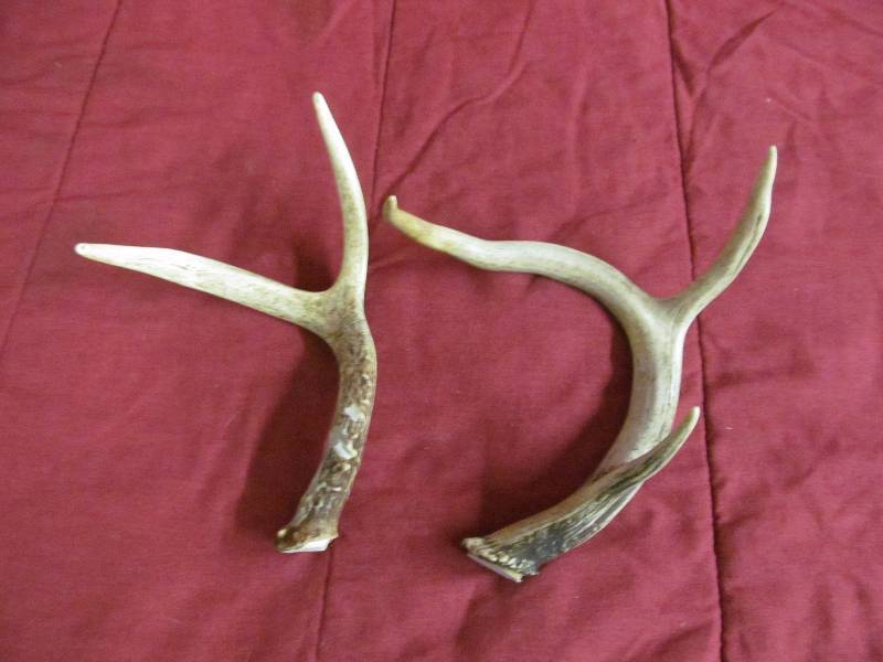 Antlers