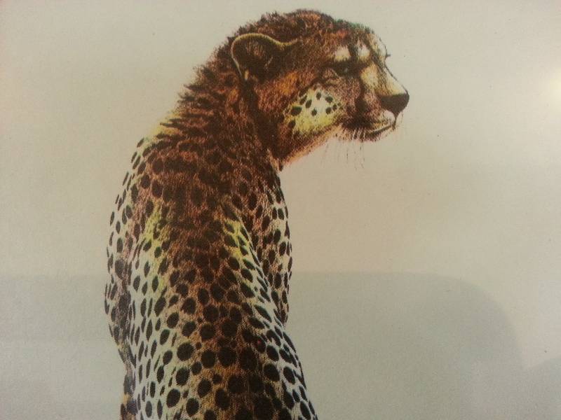 lot 44 image: Kushners Indian  African Cheetah