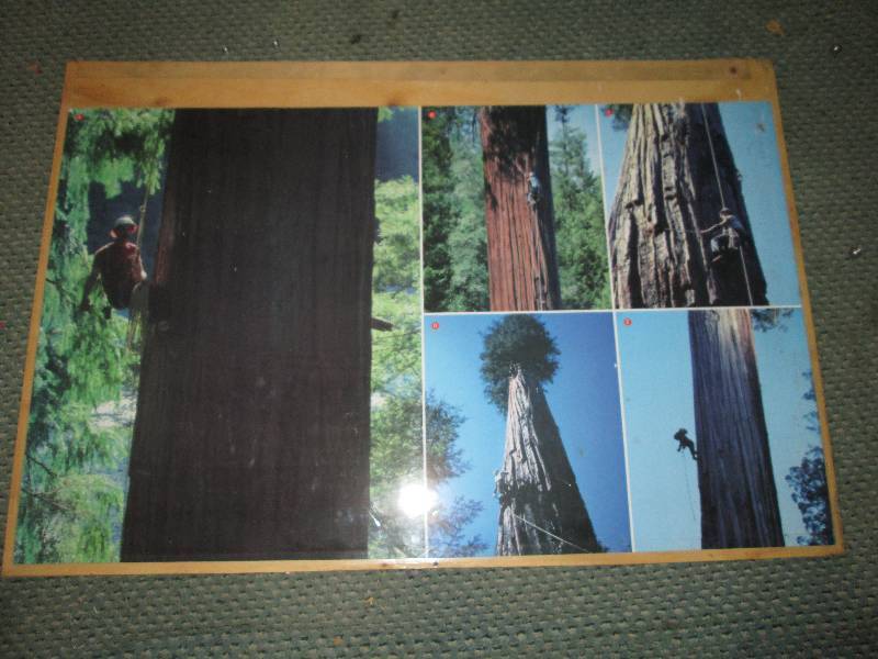 lot 29 image: Pictures of large tree climbers, 41...