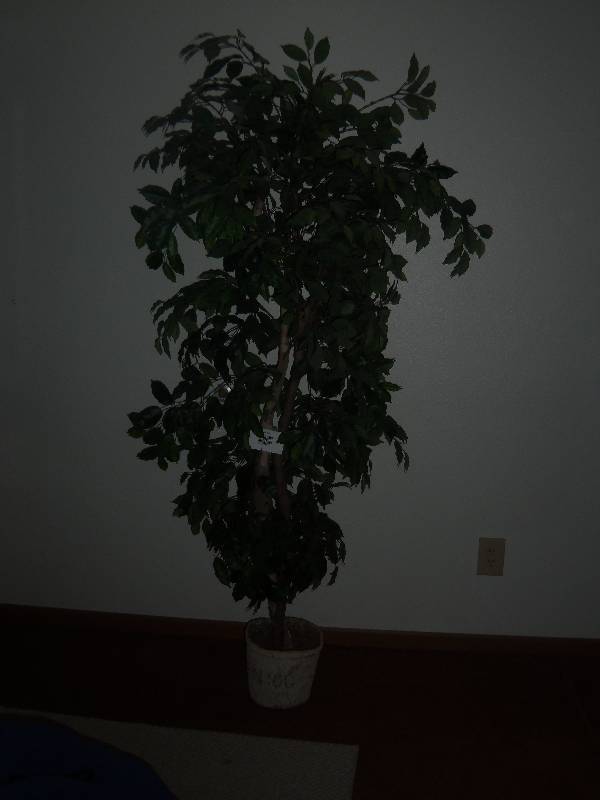 Fake Ficus