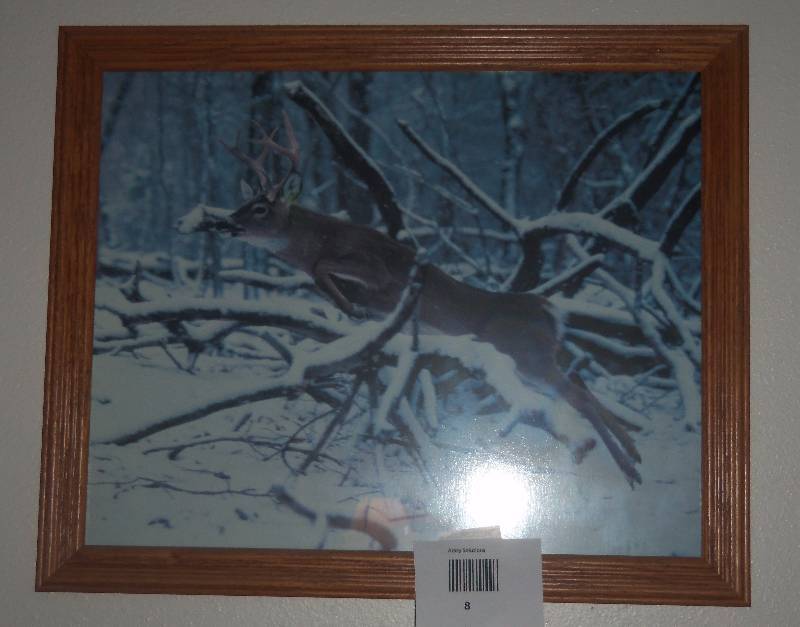 Wildlife Photo