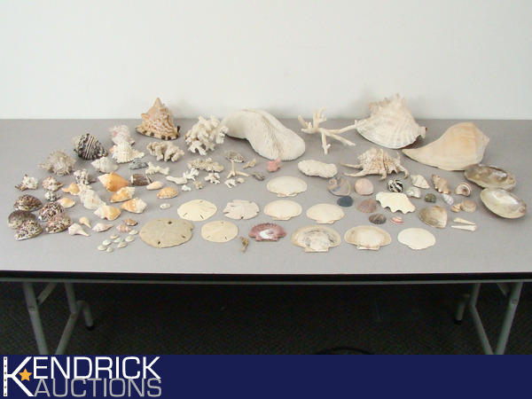 lot 57 image: Large Lot of Unique Sea Shells, and Coral