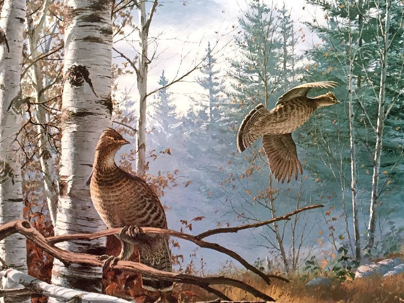 lot 12 image: Professionally framed obtained from the artist Daived Maass Hasty Departure Ruffled Grouse