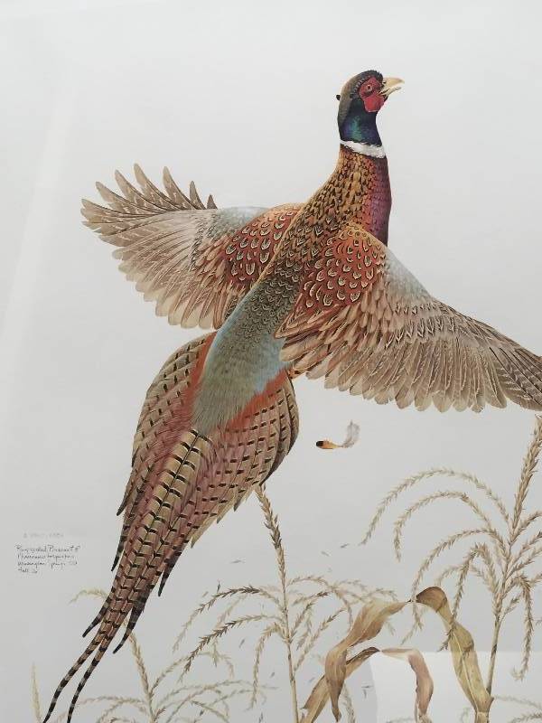 lot 22 image: Don Whitlatch professionally framed print Ringtail Pheasant with suede matting