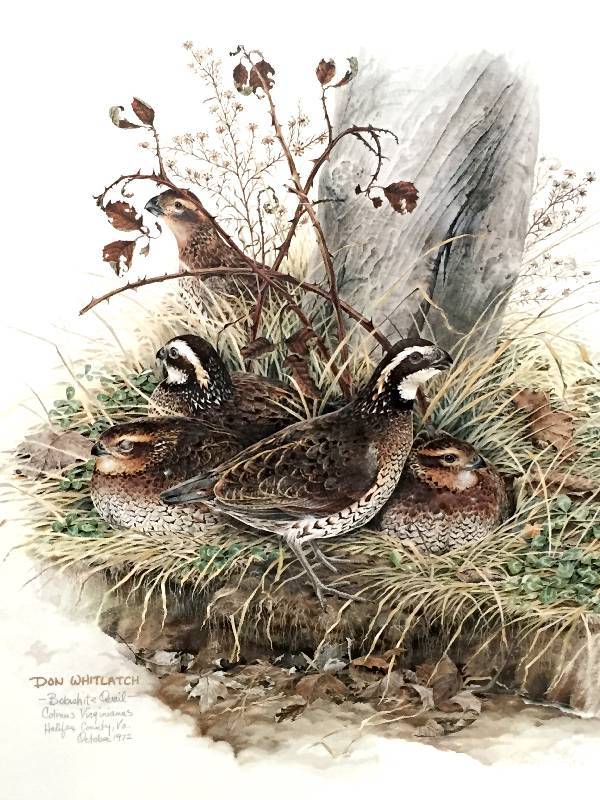 lot 21 image: Don Whitlatch professionally framed print Bob White Quail 1972