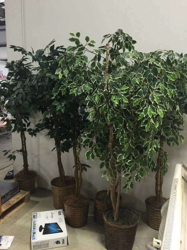 lot 35 image: Indoor Floor Plants