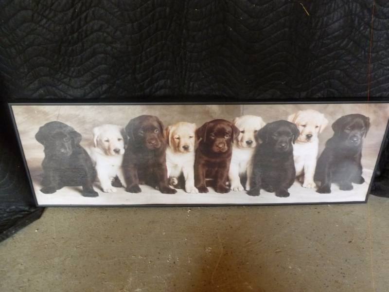 lot 45 image: Framed Puppy Picture
