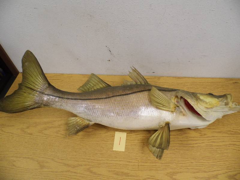 Fish Mount
