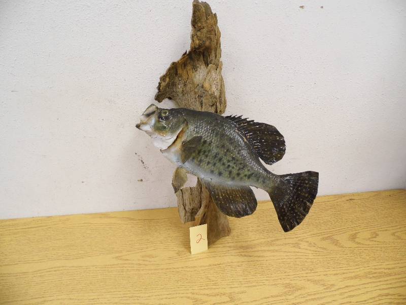 Croppie Fish Mount