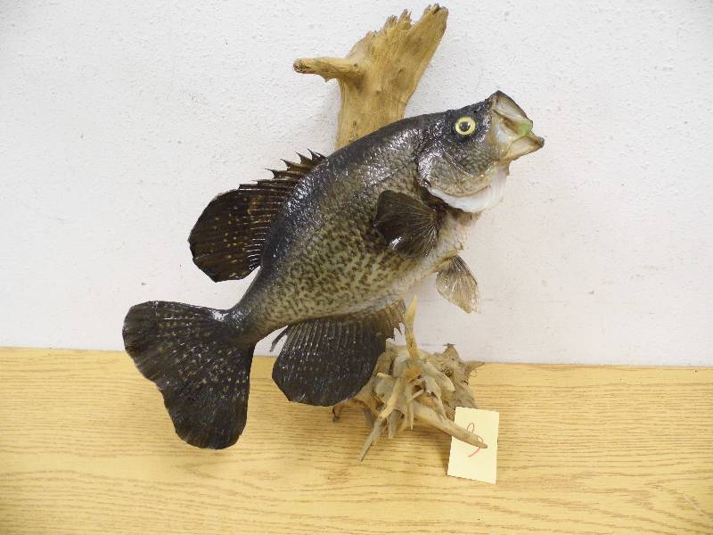 Croppie Fish Mount
