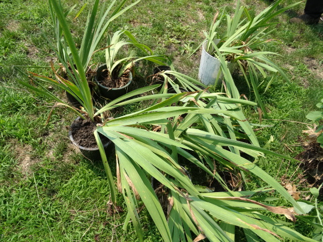 lot 98 image: Irises