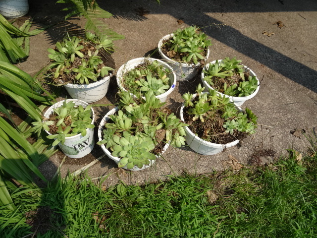 lot 99 image: Pot Plants