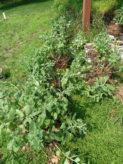 lot 101 image: Pot Plants