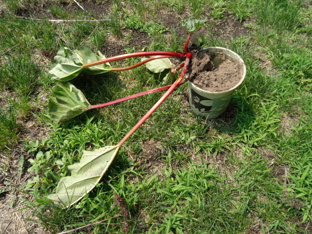 lot 102 image: Rhubarb Plant