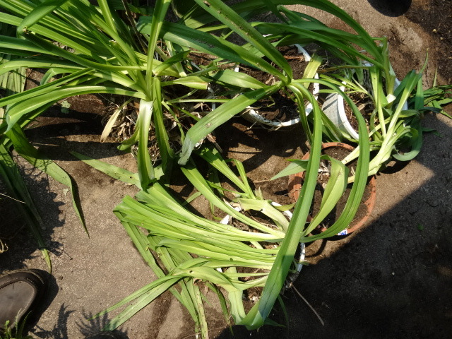 lot 104 image: Tiger Lilys