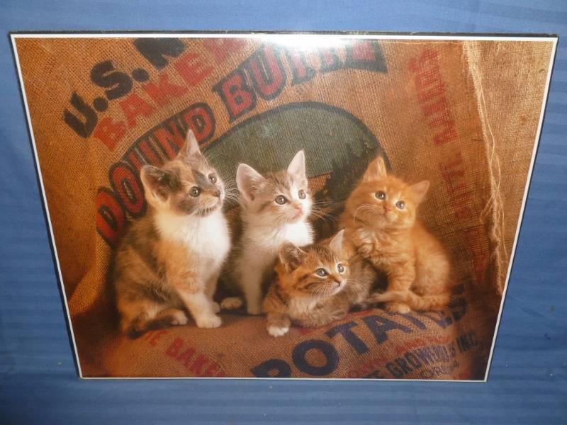 lot 37 image: Cat Picture