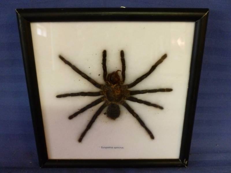 lot 62 image: Framed Spider