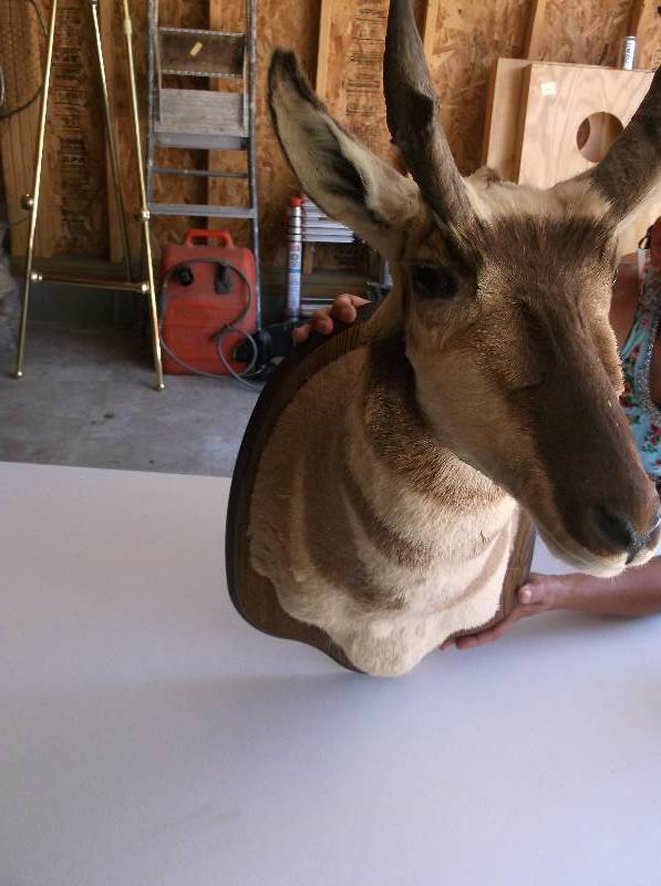 lot 77 image: Antelope Head Mount