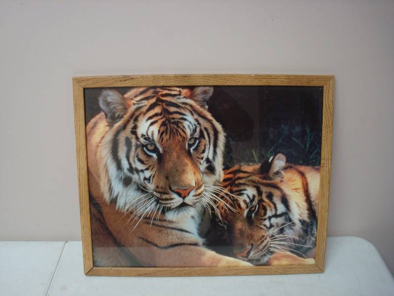 lot 22 image: Tiger Picture