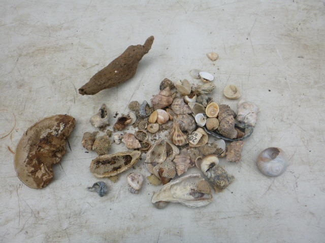 lot 32 image: Miscellaneous Seashells