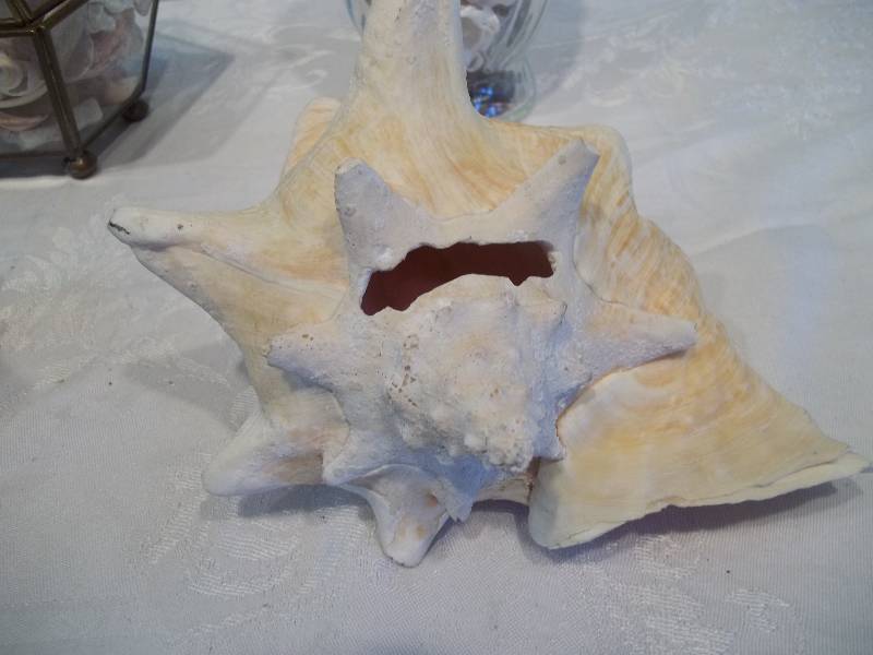 Shell Themed Home Decor