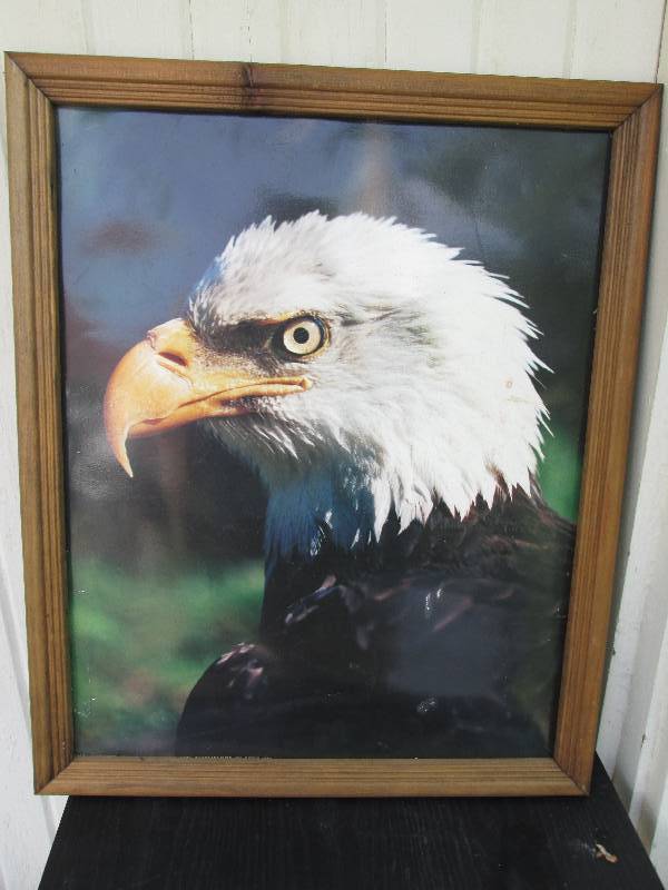 Bald Eagle picture bu Steve Mah 25...