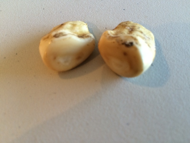 Real Elk Ivory - makes for excellent rings, earrings, jewerley