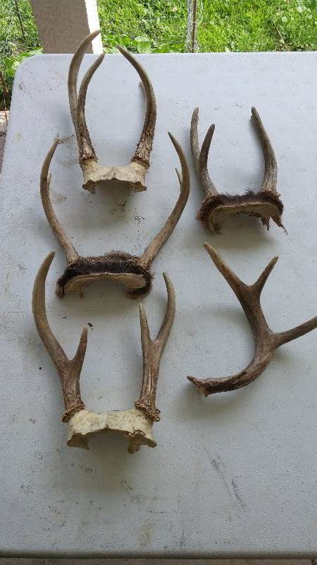 Deer Antlers