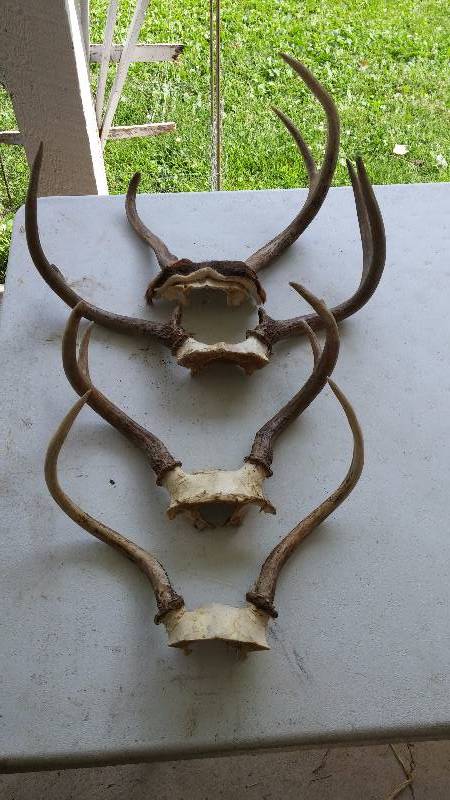 Deer Antlers