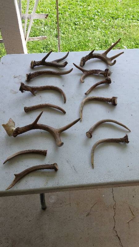Deer Antlers