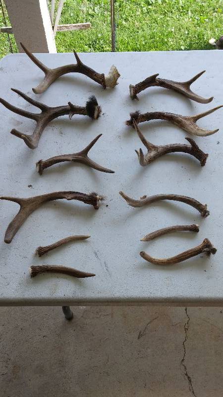 Deer Antlers