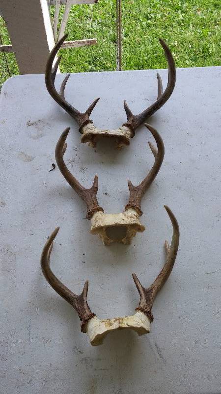 Deer Antlers