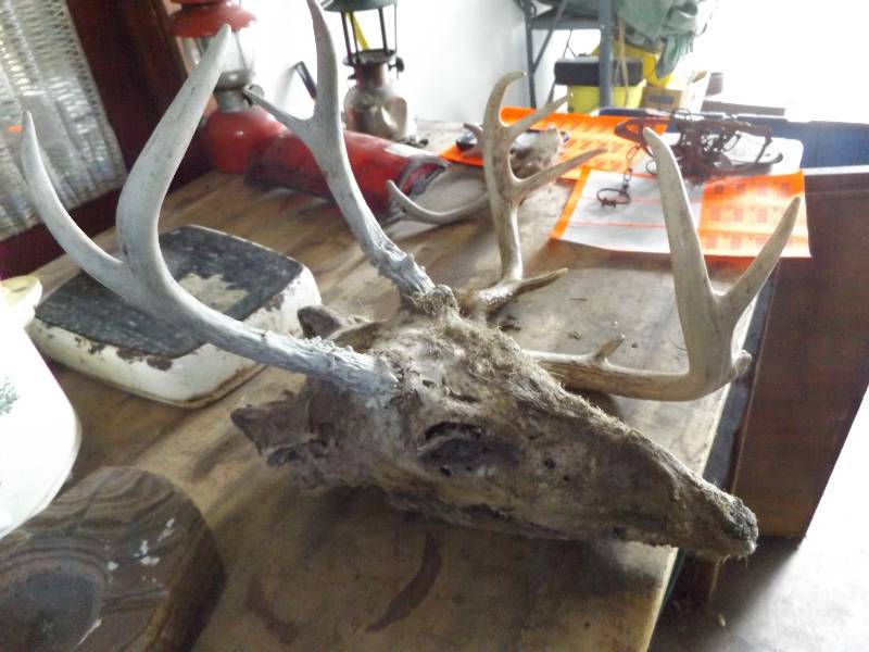 Deer Head, 2 sets of antlers, 2 wildlife traps