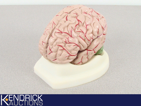 lot 9 image: 9 Piece Life Size Anatomical Human Brain Model