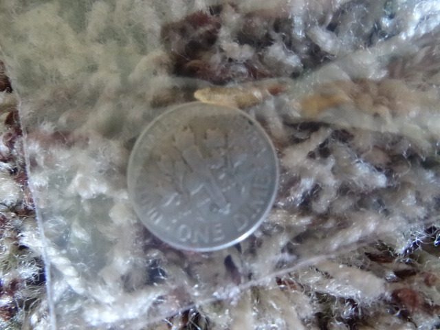 1954 Silver Dime