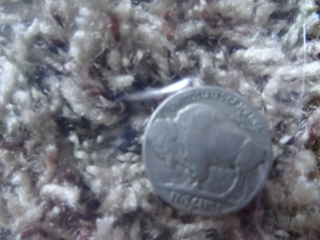 Buffalo nickel