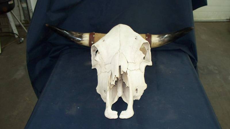 Skull and Horns