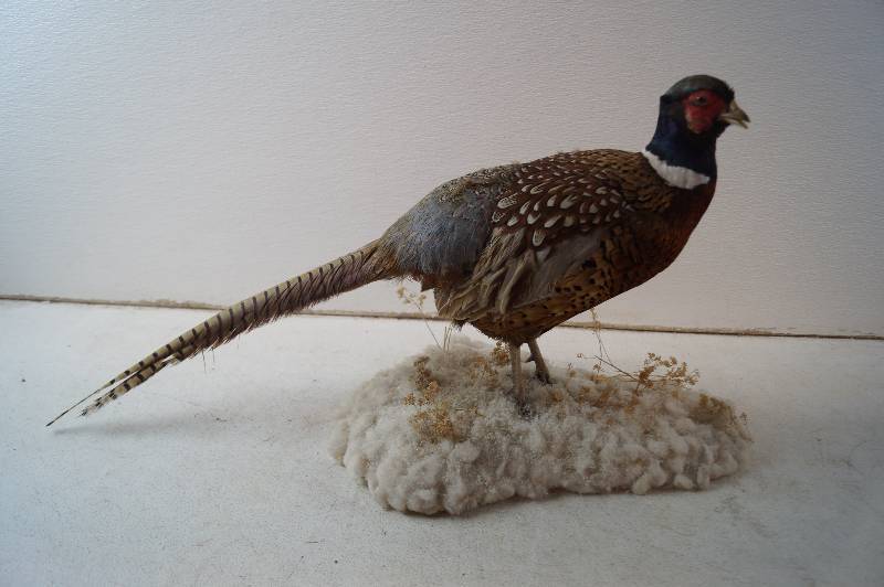 Pheasant Mount