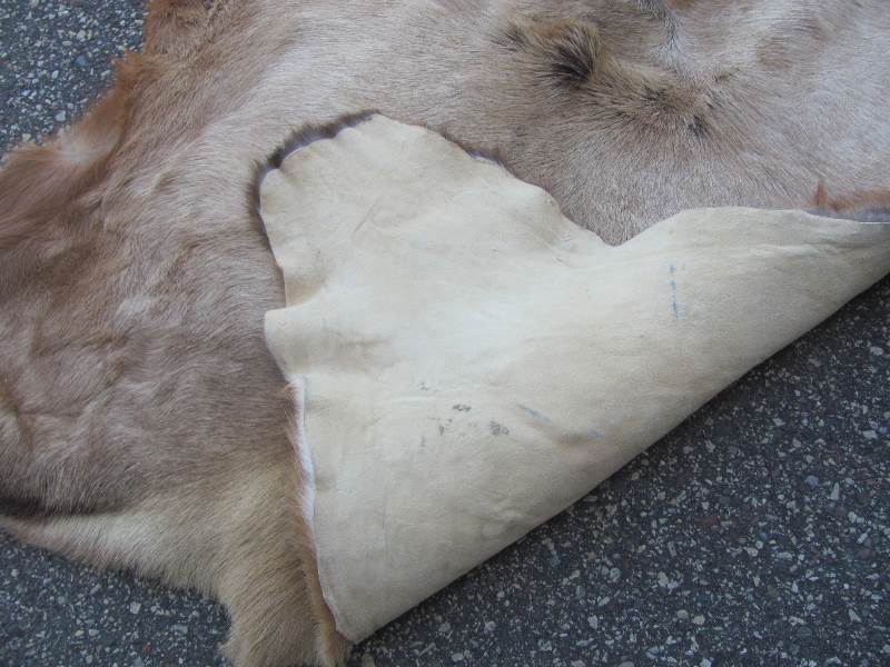 Tanned Bull Elk Hides