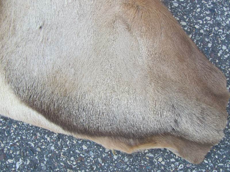 Tanned Bull Elk Hides