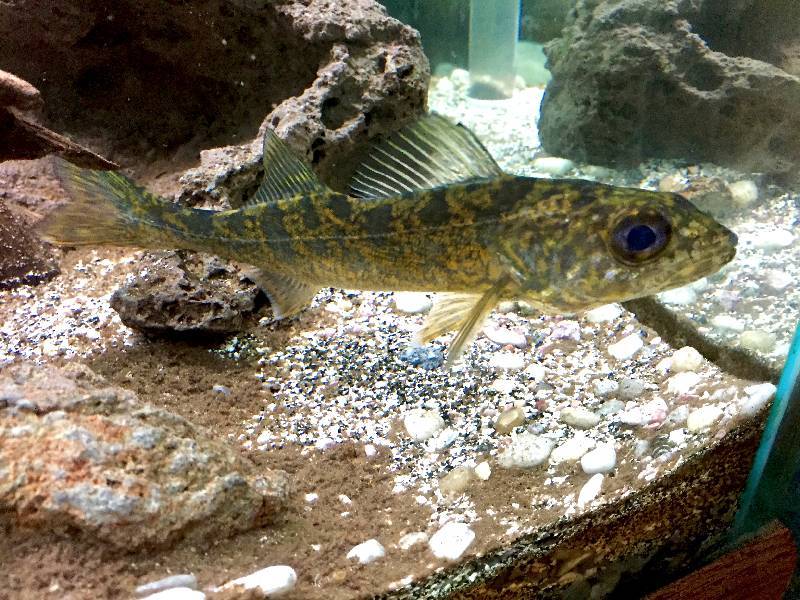 No Reserve Very Large Aquarium 90 Gallon Lighted with all Fish Food and Accessories
