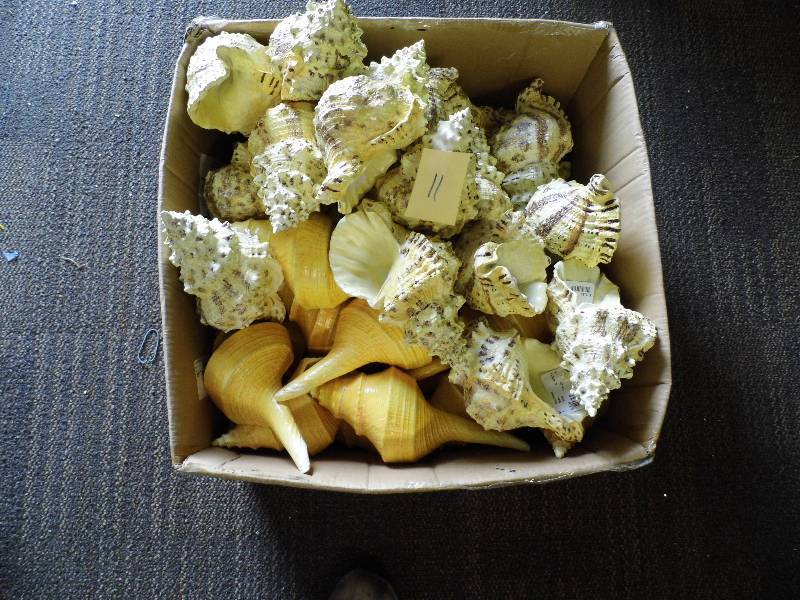Box of Resin Shells