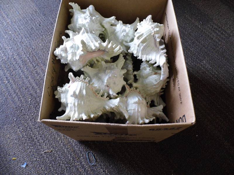 Box of Resin Shells