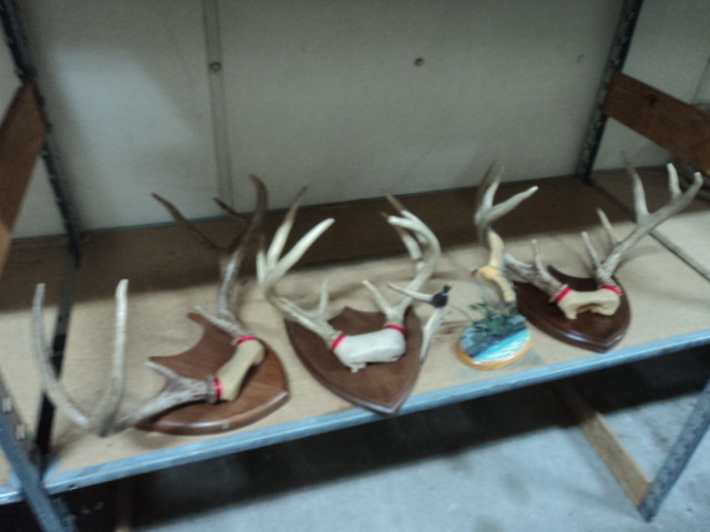Antlers